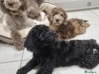Mixed Breed dogs Goldendoodle x Irishdoodle puppies - Advert 5