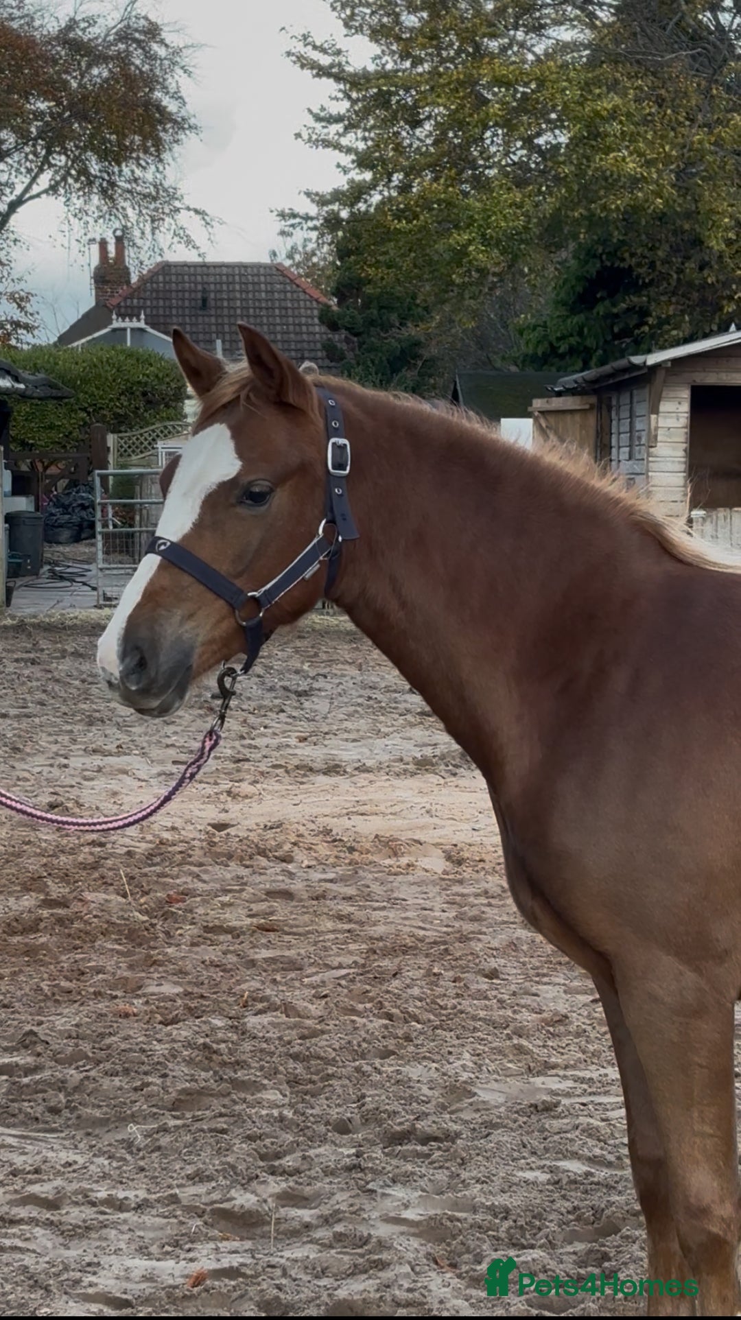 Welsh Section B horses for sale: Lovely Welsh B Filly for sale  - Advert 2