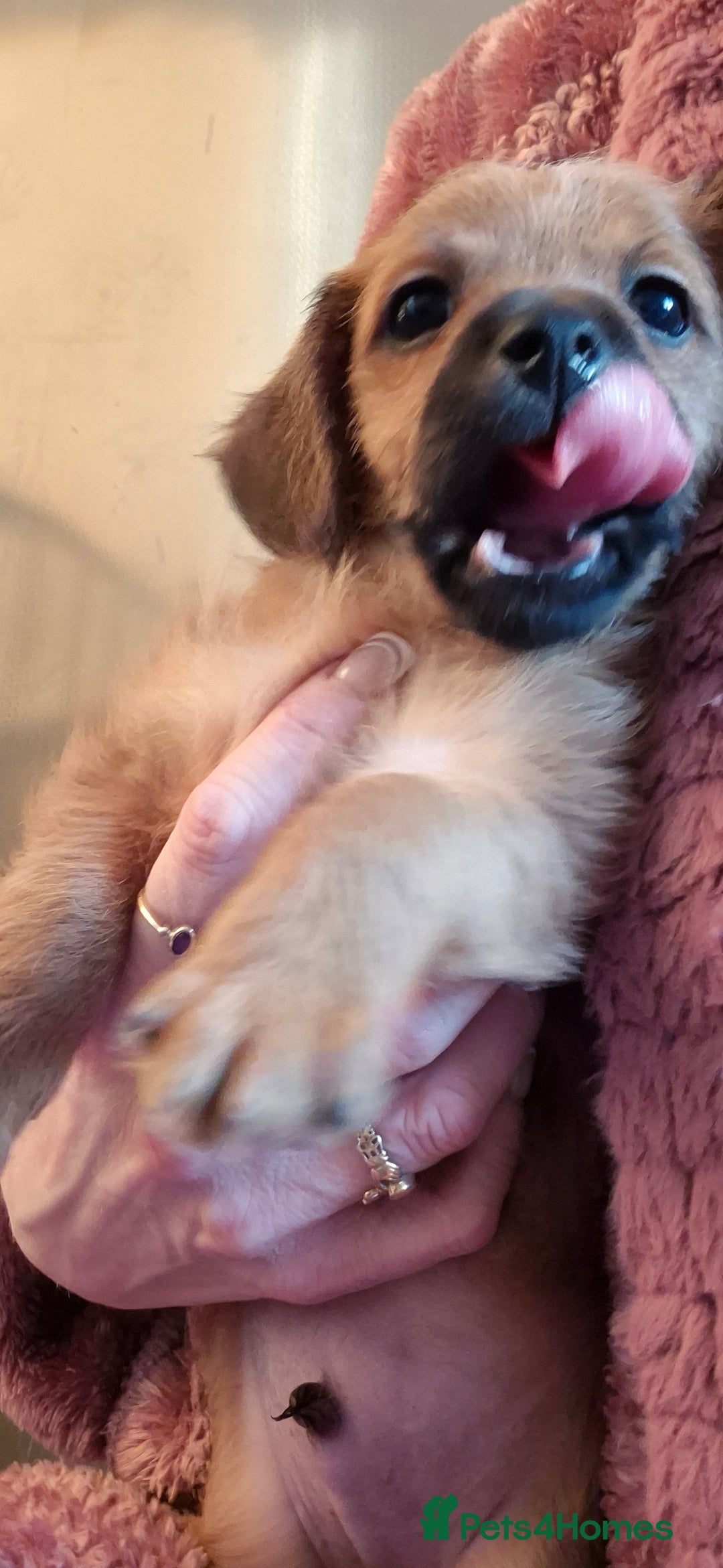 Chipoo dogs for sale: Beautiful chipoo puppys  - Advert 22