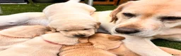 Labrador Retriever dogs for sale: Fabulous blonde Labrador puppies  - Advert 29