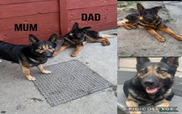 German Shepherd dogs for sale: German shepherd pups ready to go now ! in Gravesend - Image 4