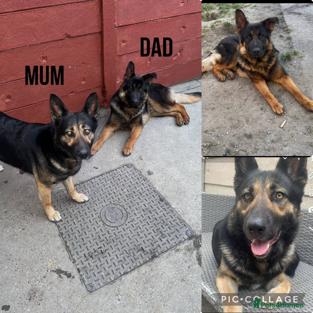 German Shepherd dogs for sale: German shepherd pups ready to go now ! in Gravesend - Image 4