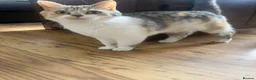 Scottish Fold cats for sale: Scottish Fold /Munchkin kittens - Advert 4
