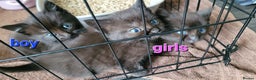 Mixed Breed cats for sale: 4 kittens available 3rd feb *2boys2girls* - Advert 2