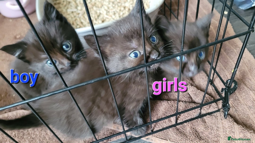 Mixed Breed cats for sale: 4 kittens available 3rd feb *2boys2girls* - Advert 2