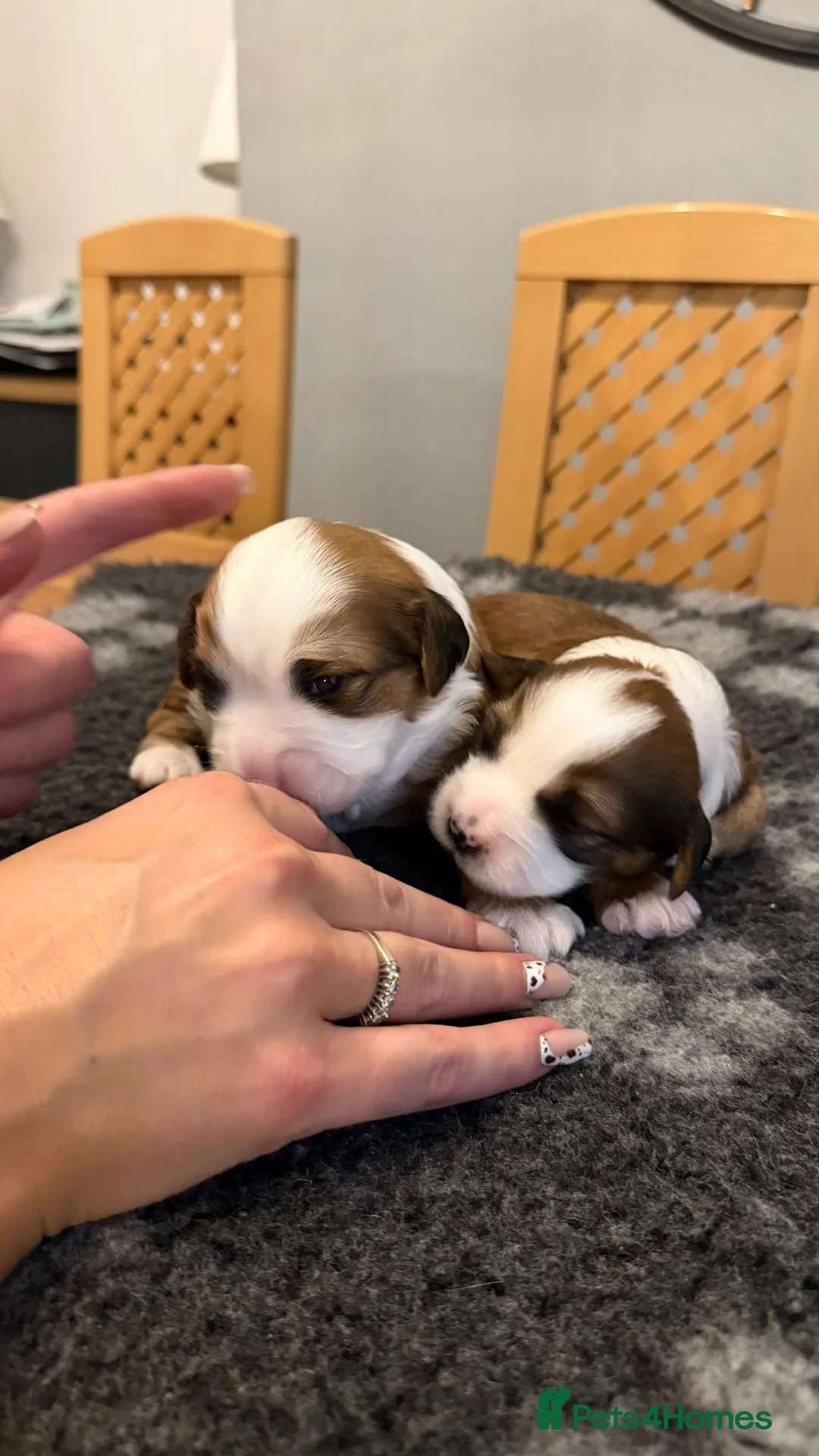 Tibetan Terrier dogs for sale: Kennel club registered Tibetan terrier puppies  - Advert 4