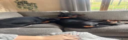 Dobermann dogs for stud: Stud Dog European Dobermann  - Advert 3