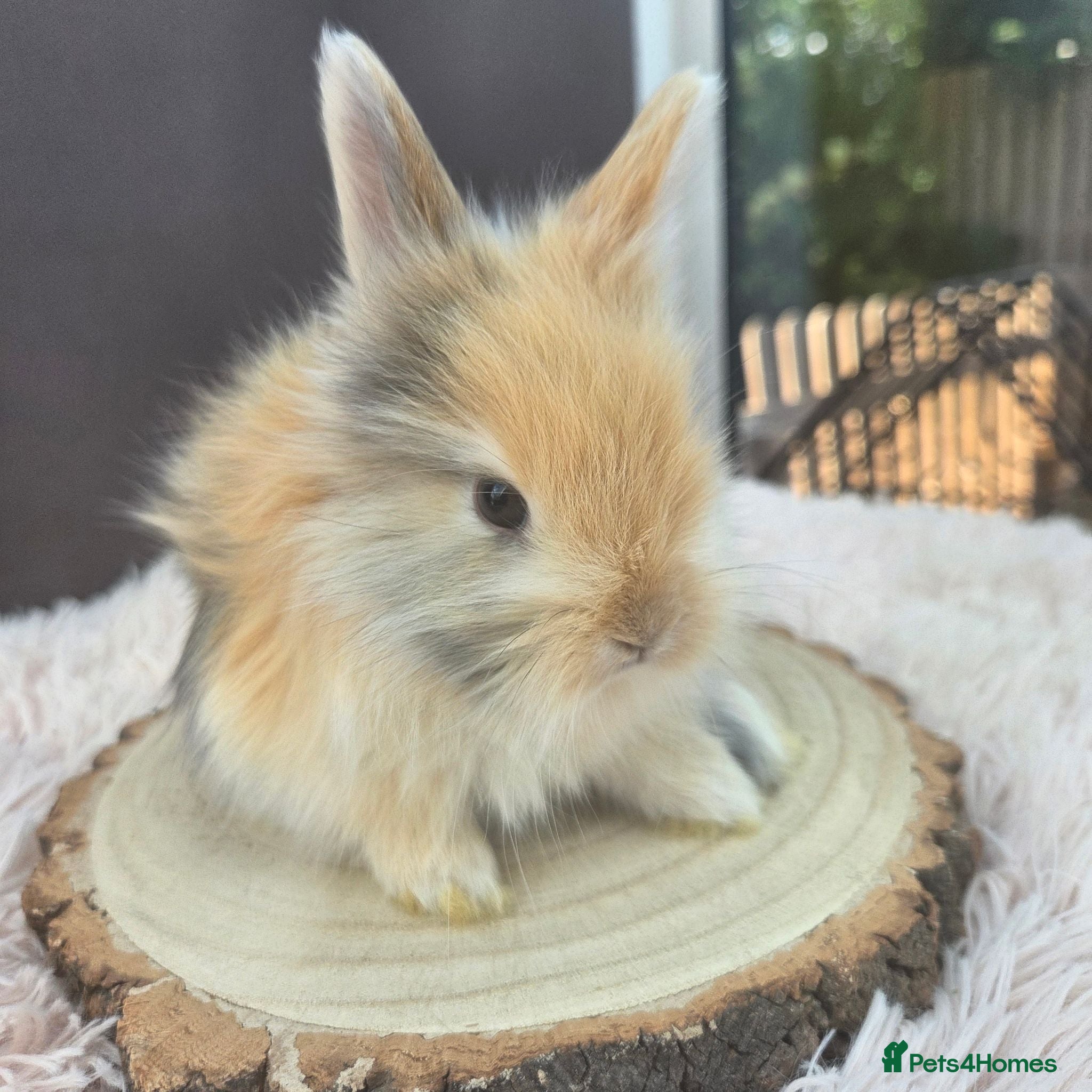 Angora rabbits English Angora Babies - Advert 2