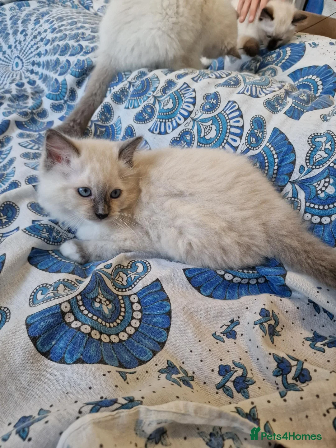 Ragdoll cats for sale: 2 males and 1 female Ragdoll kittens  - Advert 2