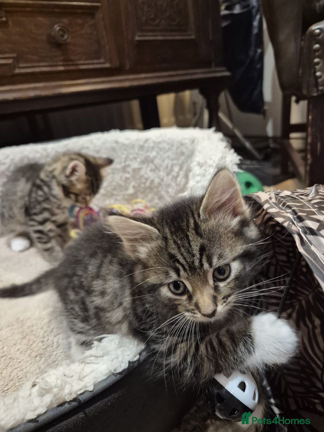 Norwegian Forest Cat cats for sale: Norwegian forest boys  - Advert 1