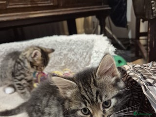 Norwegian Forest Cat cats Norwegian forest boys - Advert 1