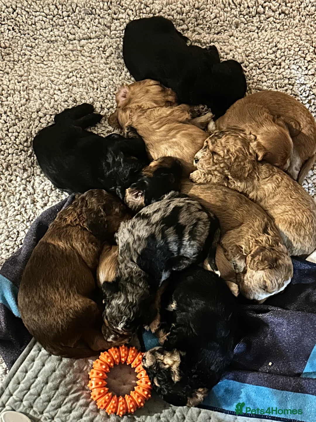 Cockapoo dogs for sale: Black and Tan Cockapoo boy - Advert 10