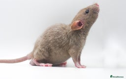 Rat rodents for sale: Lovely Fancy Rat Babies 🐀 - Image 4