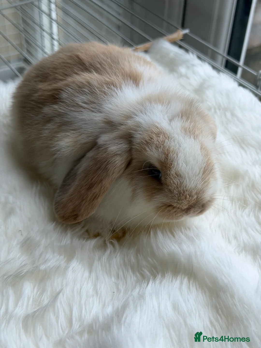 Mini Lop rabbits for sale: Adorable Friendly Mini Lop - Advert 10