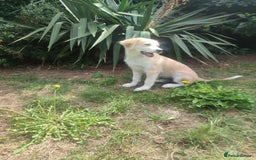 Mixed Breed dogs for adoption: Amazing Merry for adoption  - Image 3