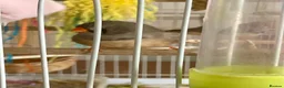 Finches birds for sale: 7 zebra finches 2 males 5 females  in Telford - Advert 2