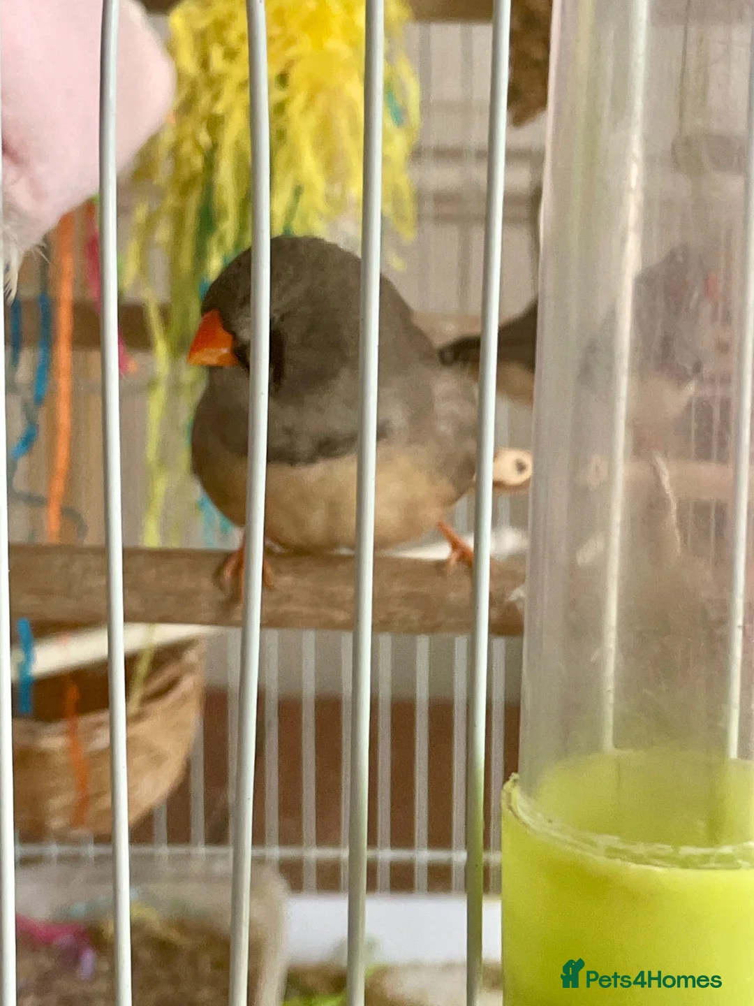 Finches birds for sale: 7 zebra finches 2 males 5 females  in Telford - Advert 2