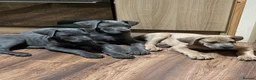 Great Dane dogs for sale: Great Dane puppies - Advert 3