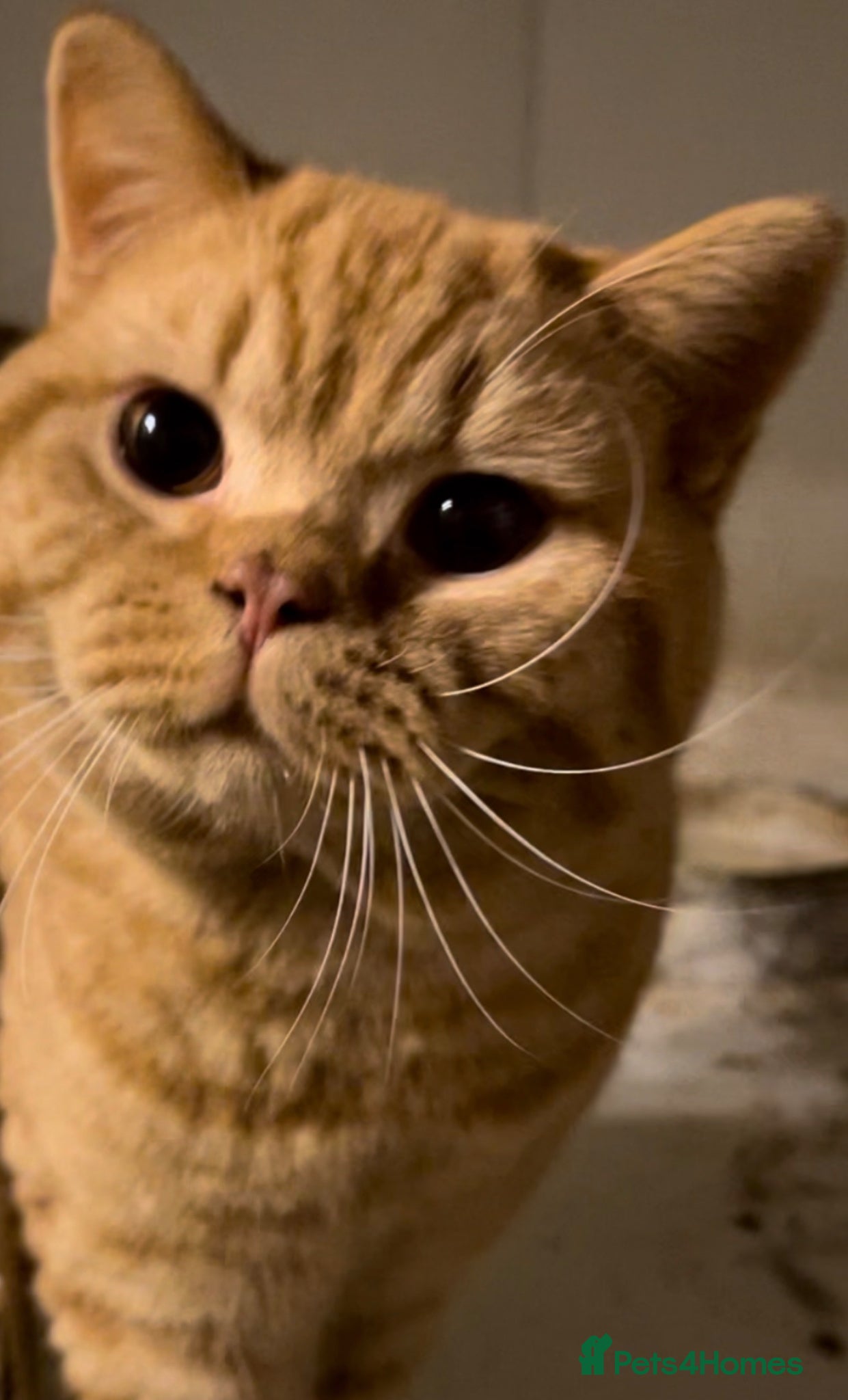 British Shorthair cats Beautiful Registered Male Cat Seeking New Home - Advert 1