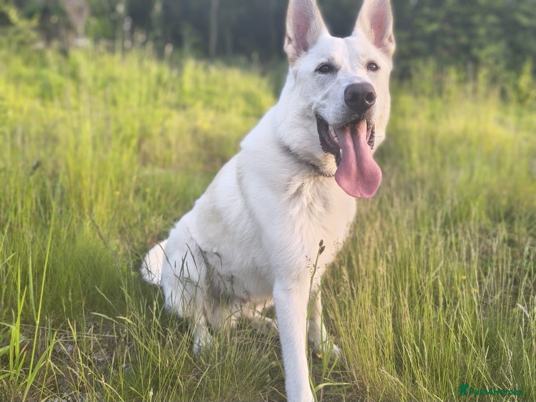 German Shepherd dogs for sale: Klaus-11 Month Old Male White Shepherd - Advert 4