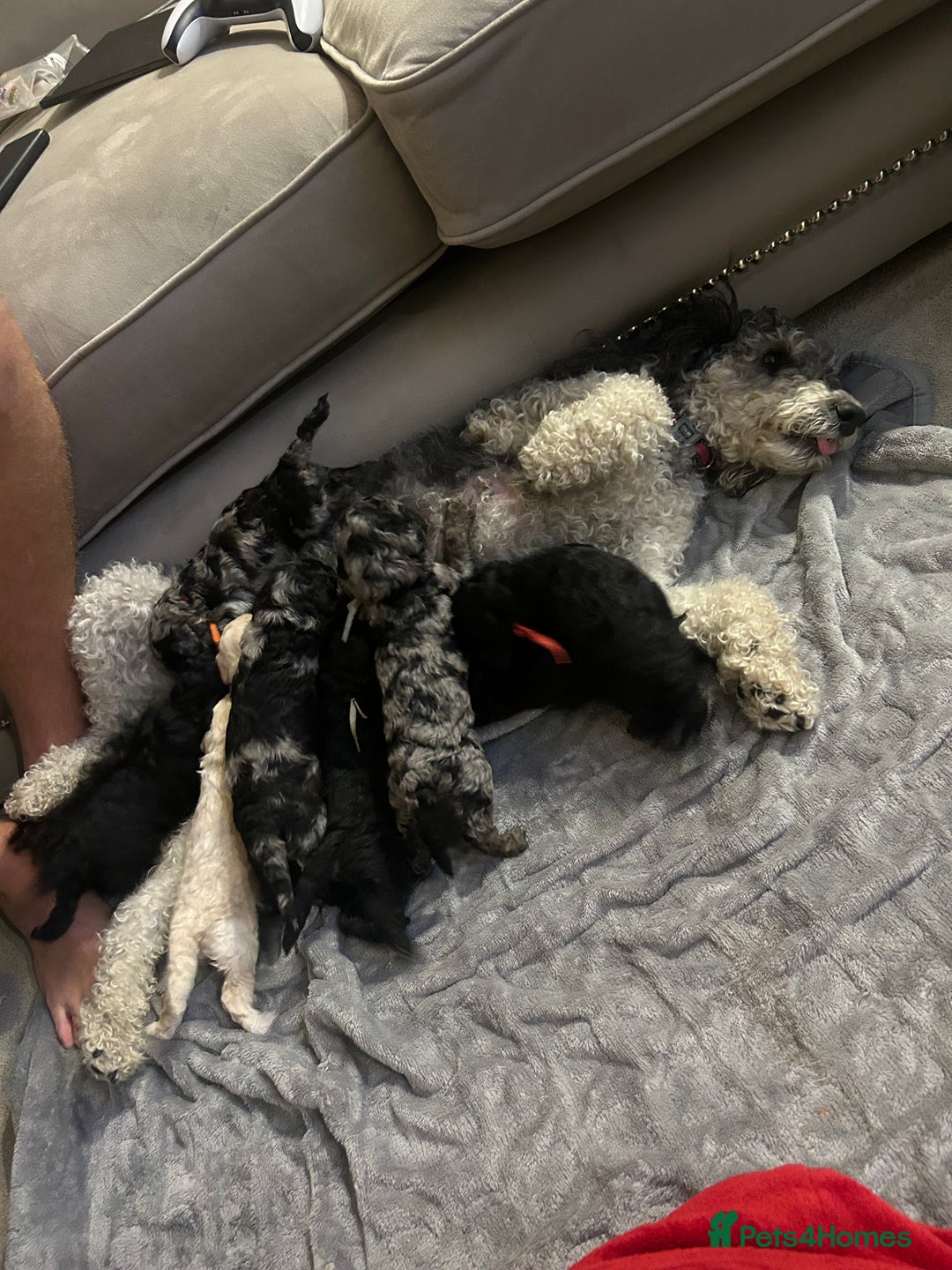 Miniature Poodle dogs for sale: Miniature Merle poodle puppies 🌈🐶❤️ - Advert 30