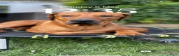 Rhodesian Ridgeback dogs for stud: Beautiful Rhodesian Ridgeback to Stud  in Lightwater - Advert 19