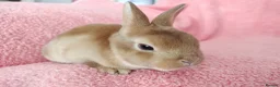 Rex rabbits for sale: Baby mini rex for sale  - Advert 1
