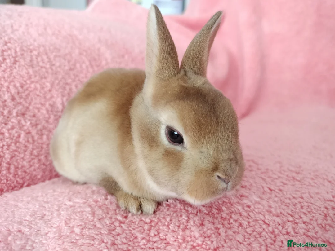 Rex rabbits for sale: Baby mini rex for sale  - Advert 1