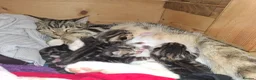 Mixed Breed cats for sale: Four adorable kitten - one boy and three girls - Advert 19