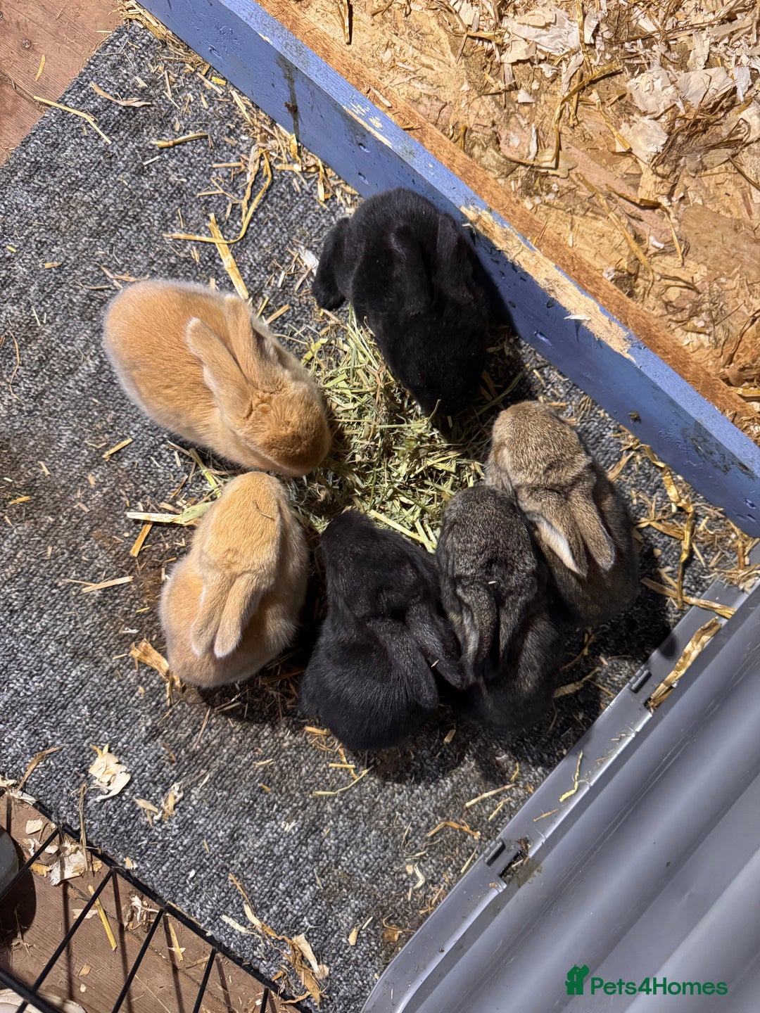 Continental Giant rabbits for sale: Pure Bred Continental Giant Rabbits  - Image 3