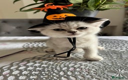 Scottish Fold cats for sale: Two Scottish Straight Boys  - Image 9