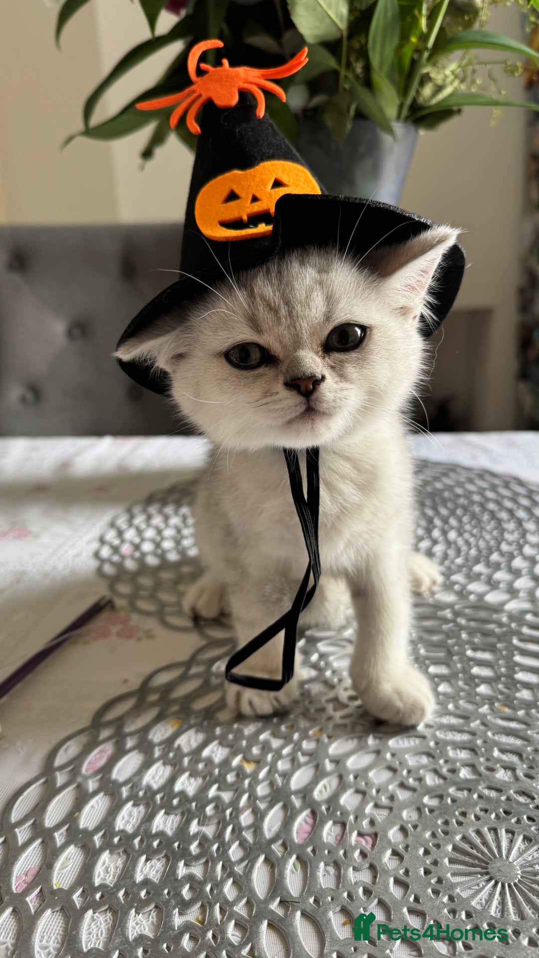 Scottish Fold cats for sale: Two Scottish Straight Boys  - Image 9
