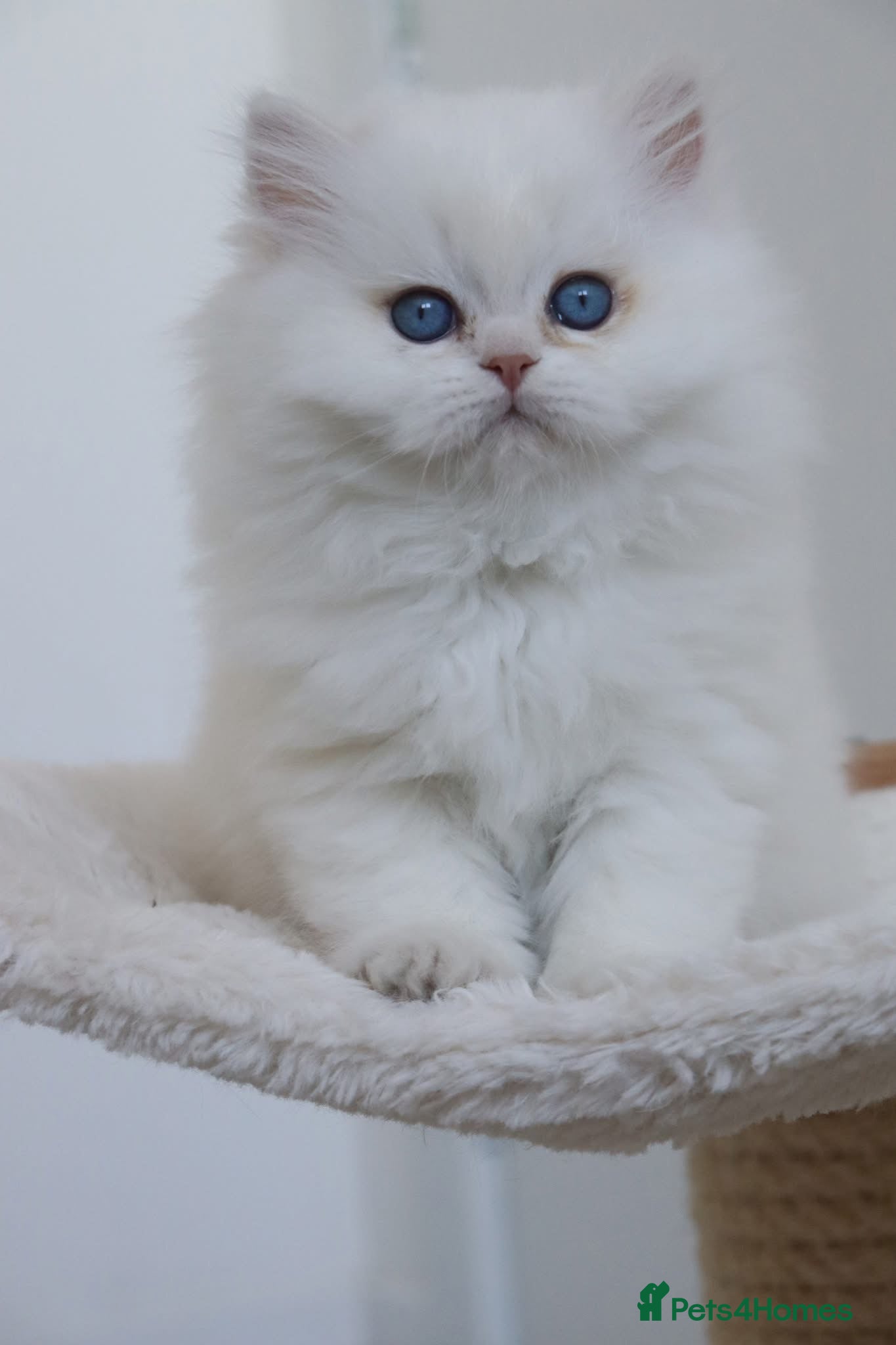 British Longhair cats Vet bred teddybear lap cats gccf - Advert 2