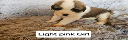 Saint Bernard dogs for sale: Saint Bernard‘s puppies - Advert 3