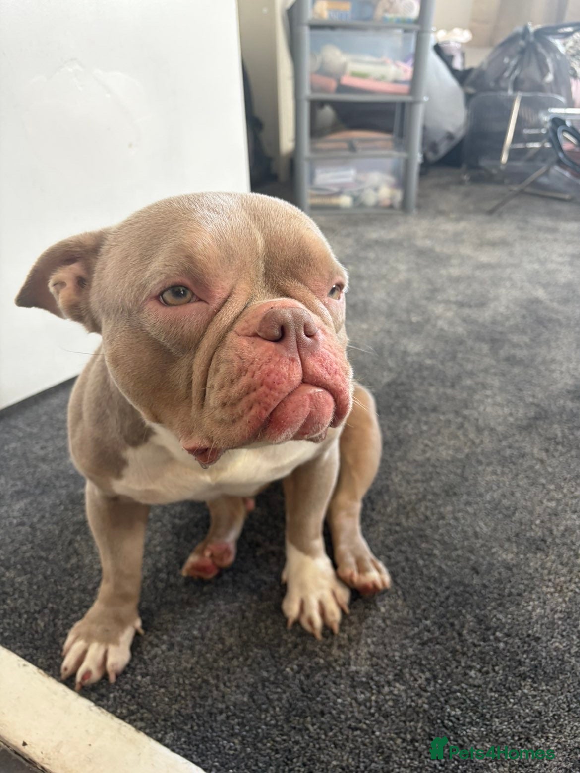 Mixed Breed invertebrates Exotic micro bully  - Advert 1