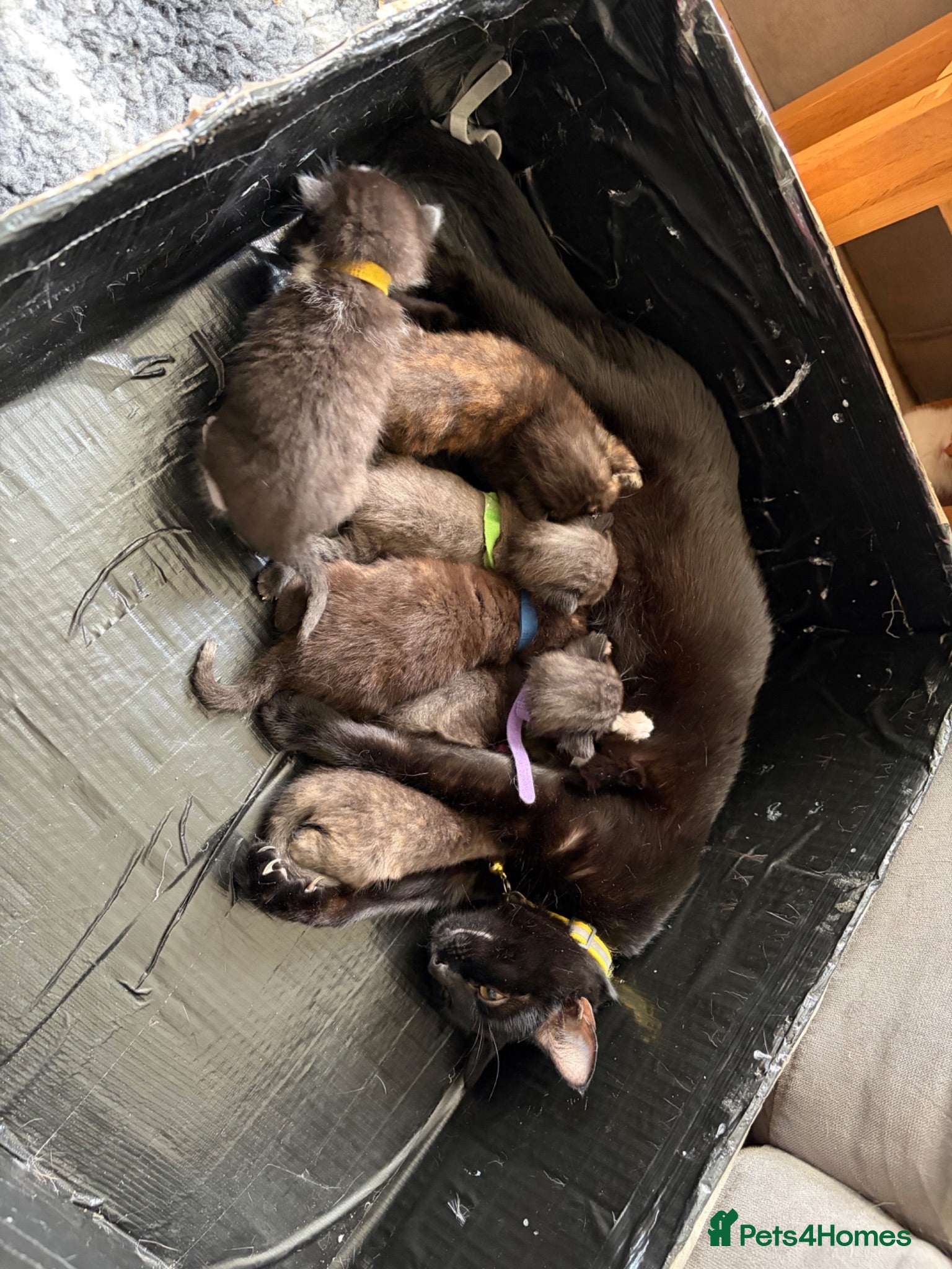 Mixed Breed cats Black kittens - Advert 17