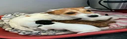 Jack Russell dogs for sale: Jack russel puppy  - Advert 8