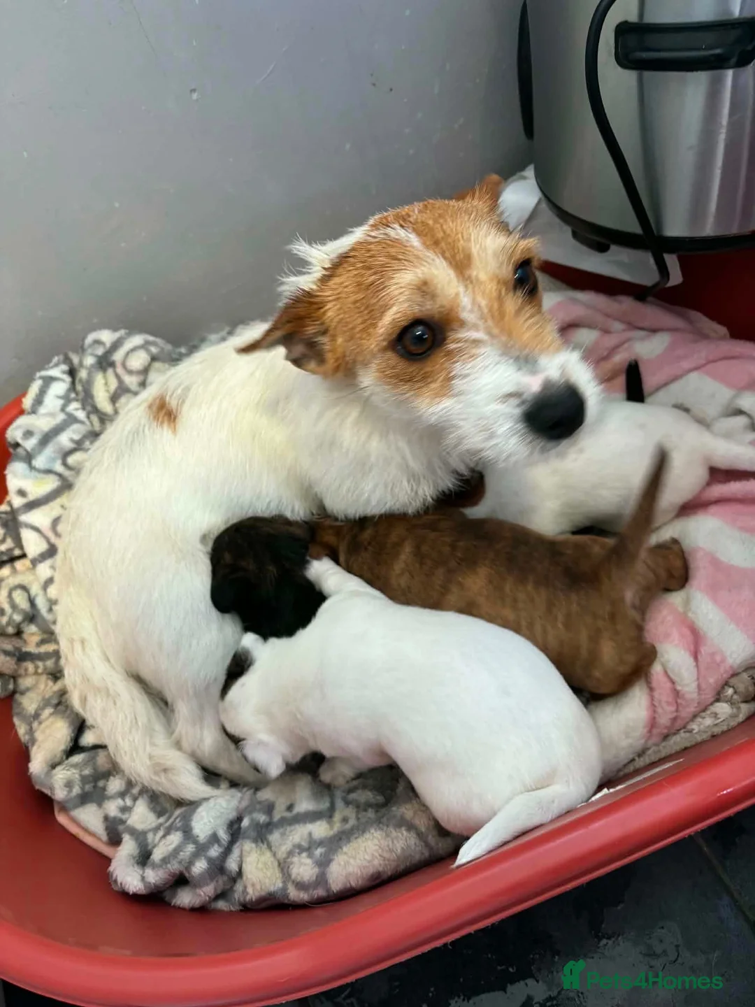 Jack Russell dogs for sale: Jack russel puppy  - Advert 8