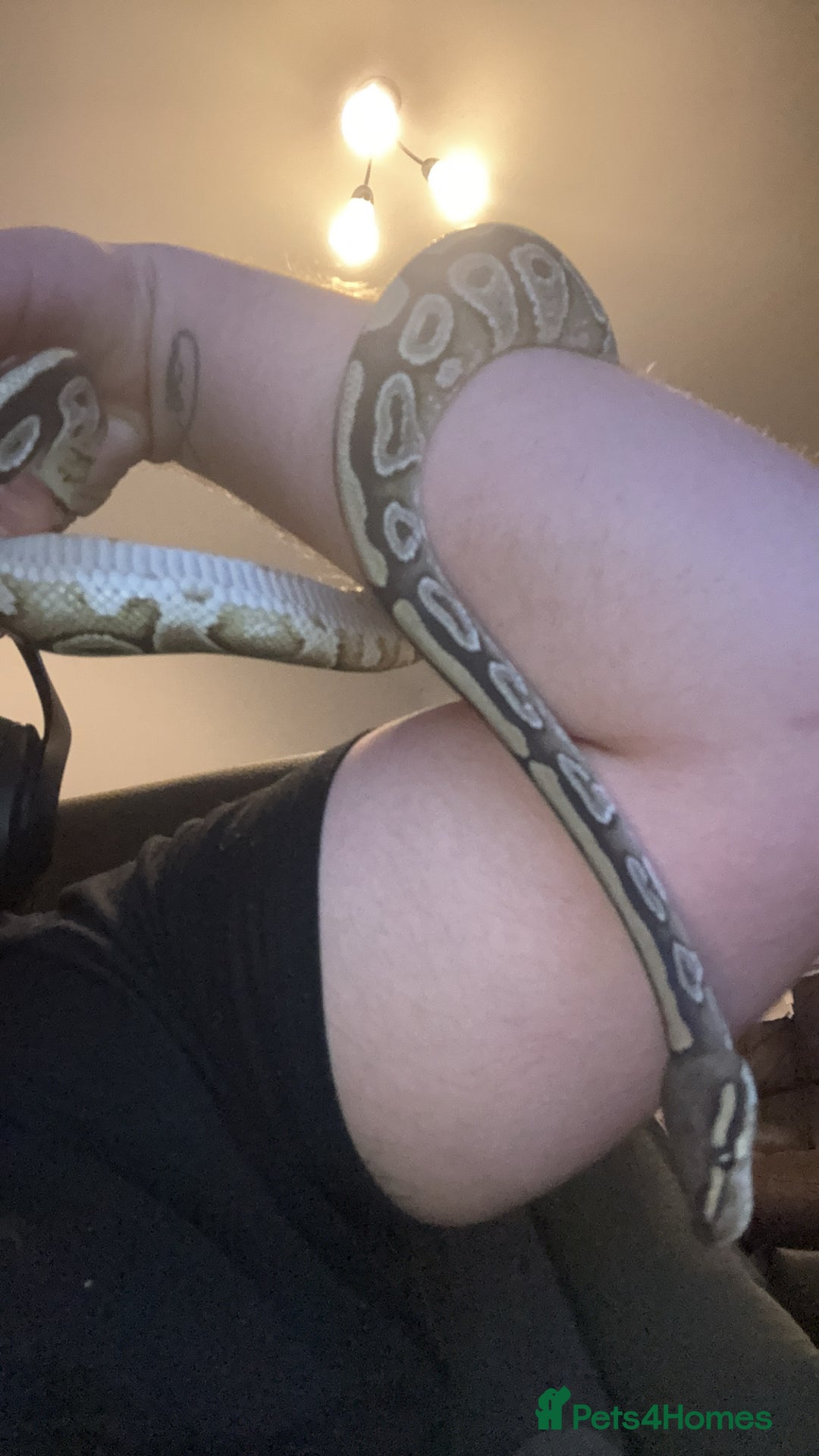 Python Snake reptiles for sale: Dottie the  ball python  - Advert 6