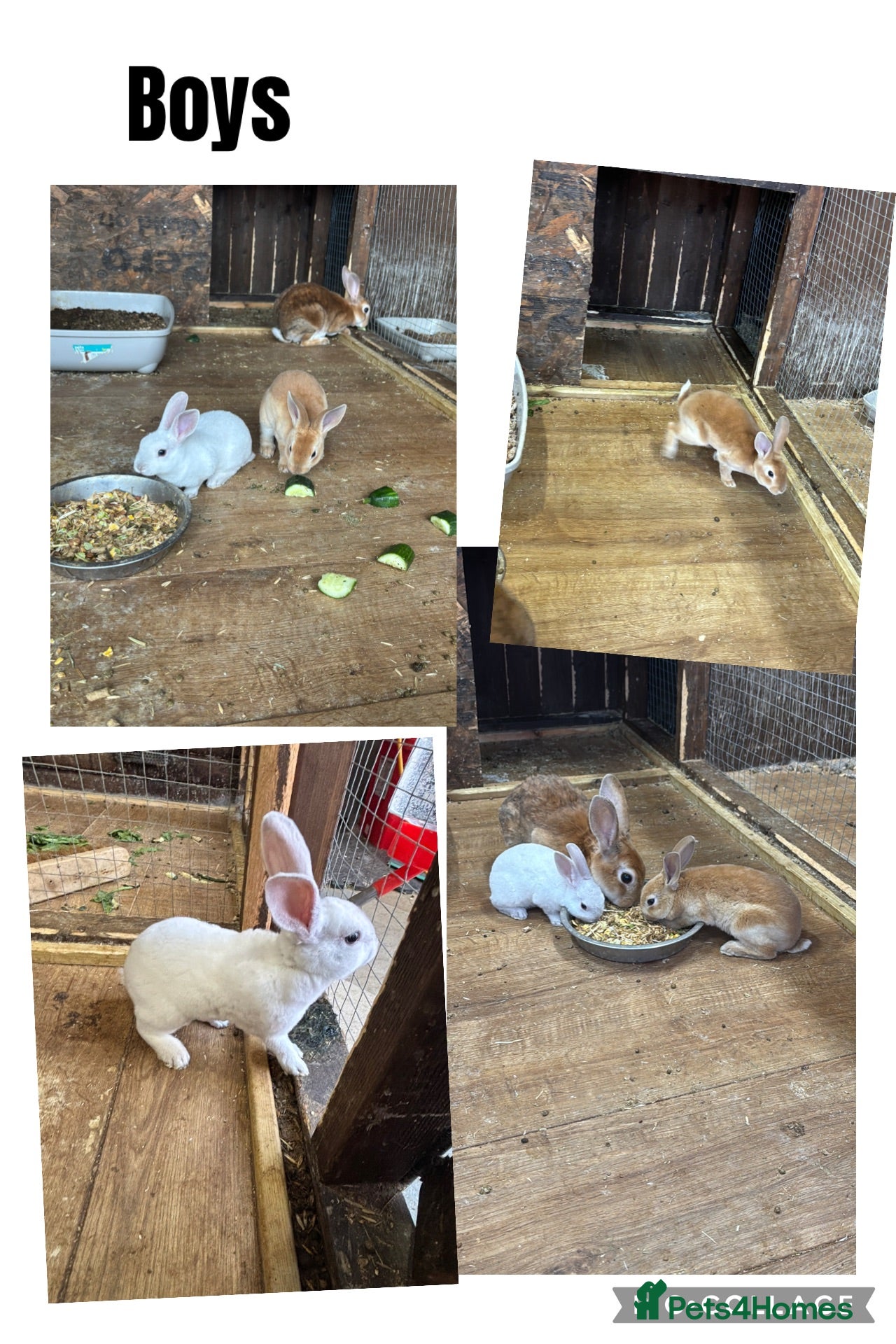 Rex rabbits 🐰 2 Male Rex Baby Rabbits for Sale 🐰 - Advert 1
