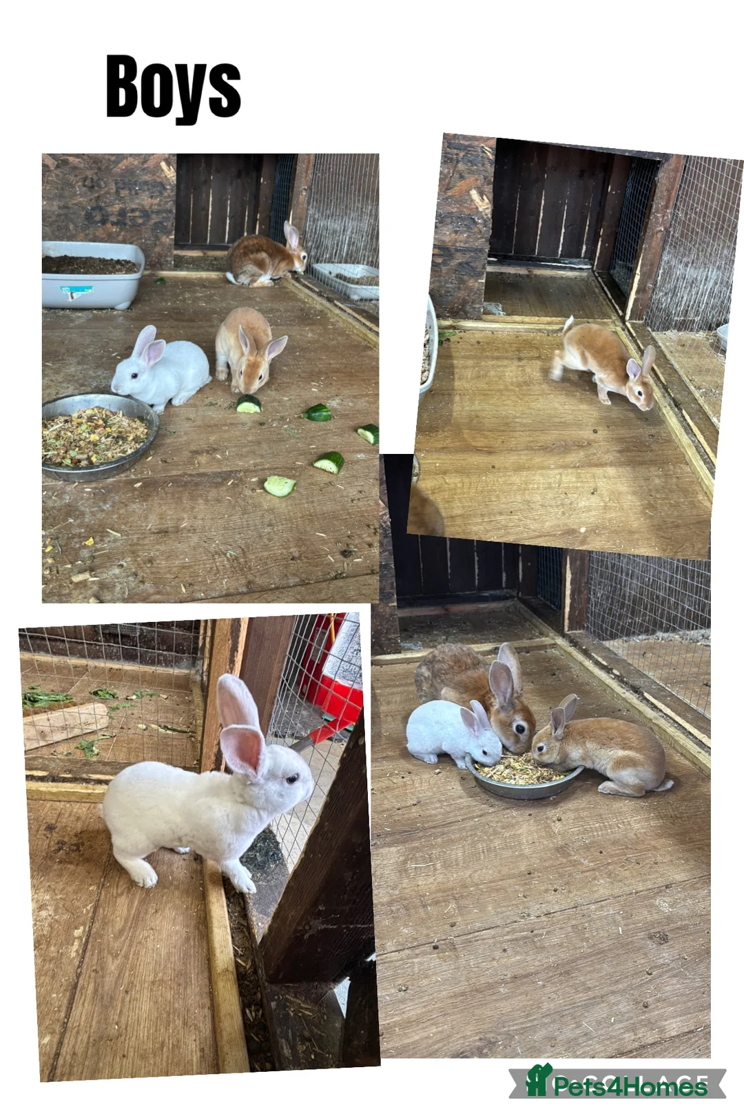 Rex rabbits for sale: 🐰 2 Male Rex Baby Rabbits for Sale 🐰 - Advert 1