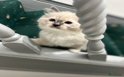 Ragdoll cats for sale: Meet Special joy - Image 2