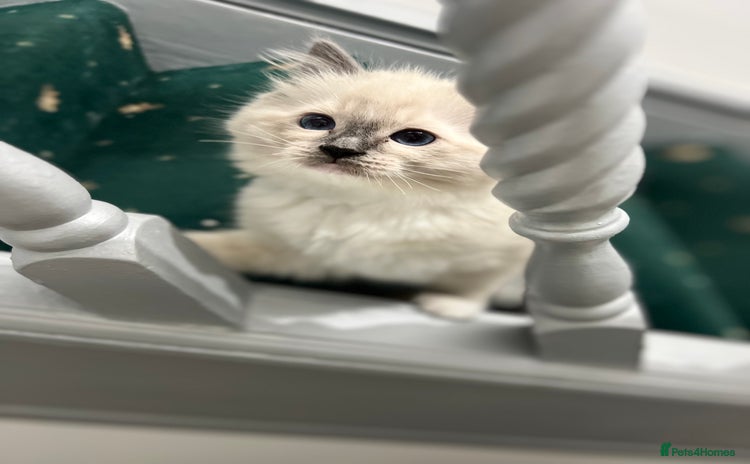 Ragdoll cats - Advert 6