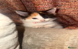 Mixed Breed cats for sale: Calico kittens semi long hair  - Image 1