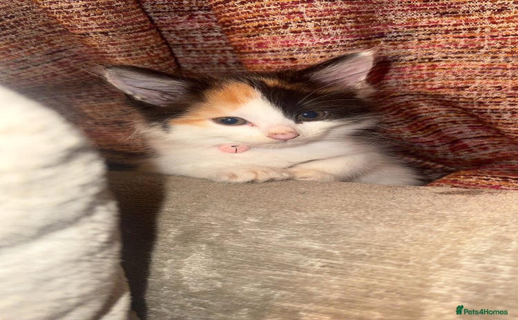 Mixed Breed cats - Advert 2