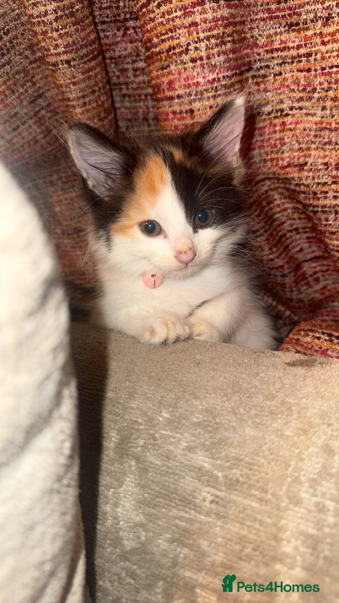 Mixed Breed cats for sale: Calico kittens semi long hair  - Image 1