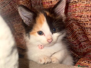 Mixed Breed cats - Advert 2