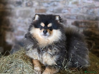 Pomsky dogs Pomsky puppies very small toy size F3 - Advert 2