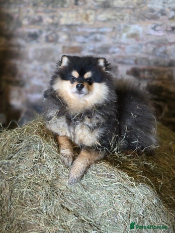 Pomsky dogs Pomsky puppies very small toy size F3 - Advert 1