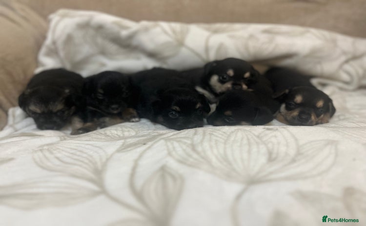 Chihuahua dogs - Advert 2